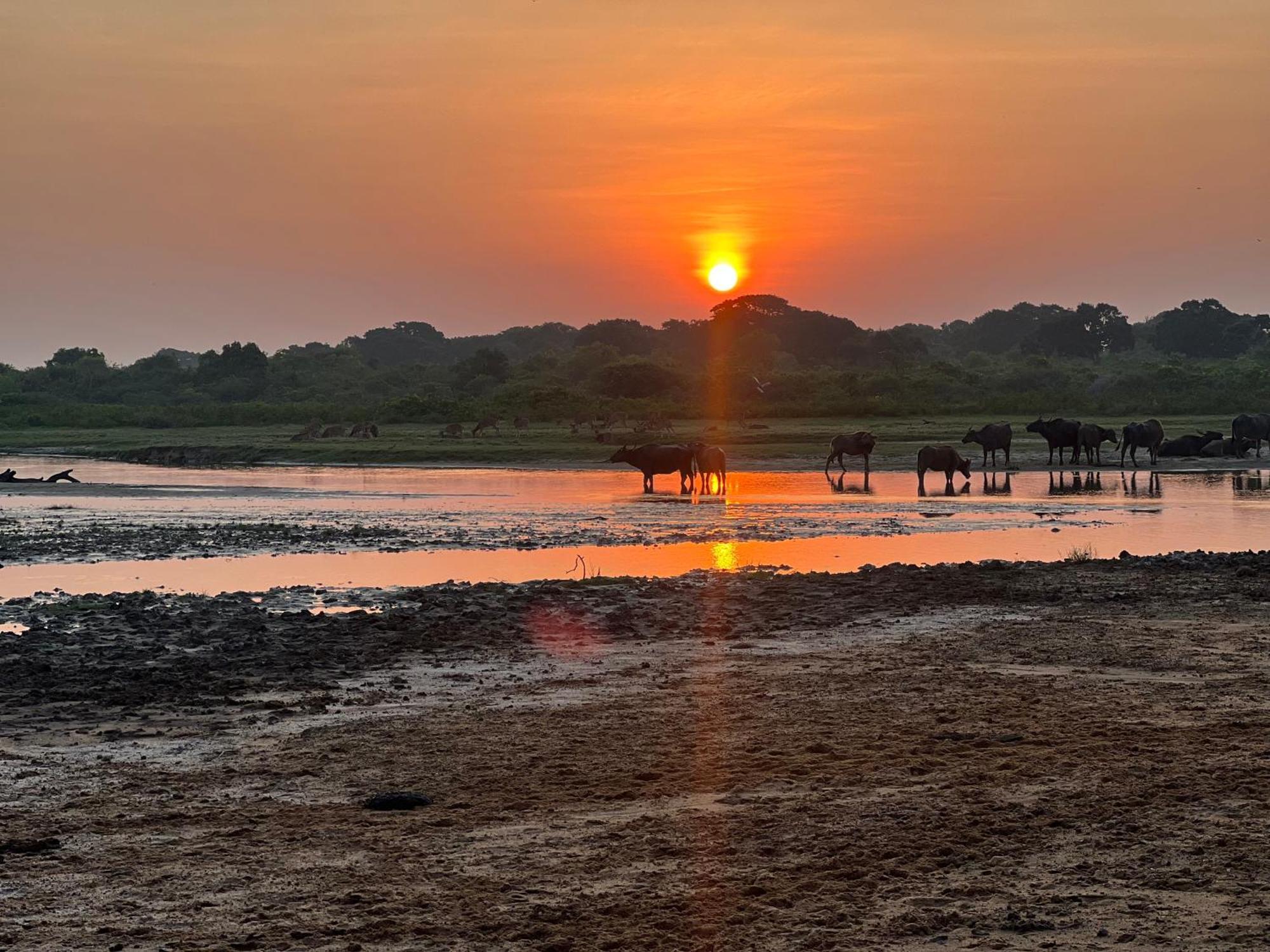 Kingfisher Beach Resort-Yala Кірінда Екстер'єр фото